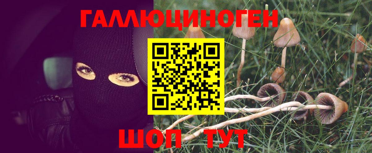 Псилоцибиновые грибы Psilocybine cubensis Кашира